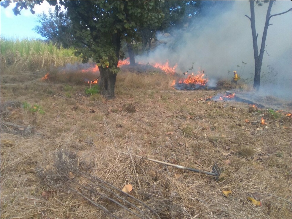 Realizan quemas controladas en el Bosque La Primavera para evitar grandes incendios; el pulmón de Guadalajara no ha sido afectado por estos incidentes (Twitter @BosquePrimavera)