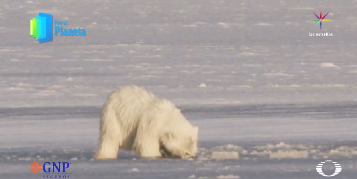 Cachorro de oso polar hunde la cabeza en el hielo. (Noticieros Televisa)