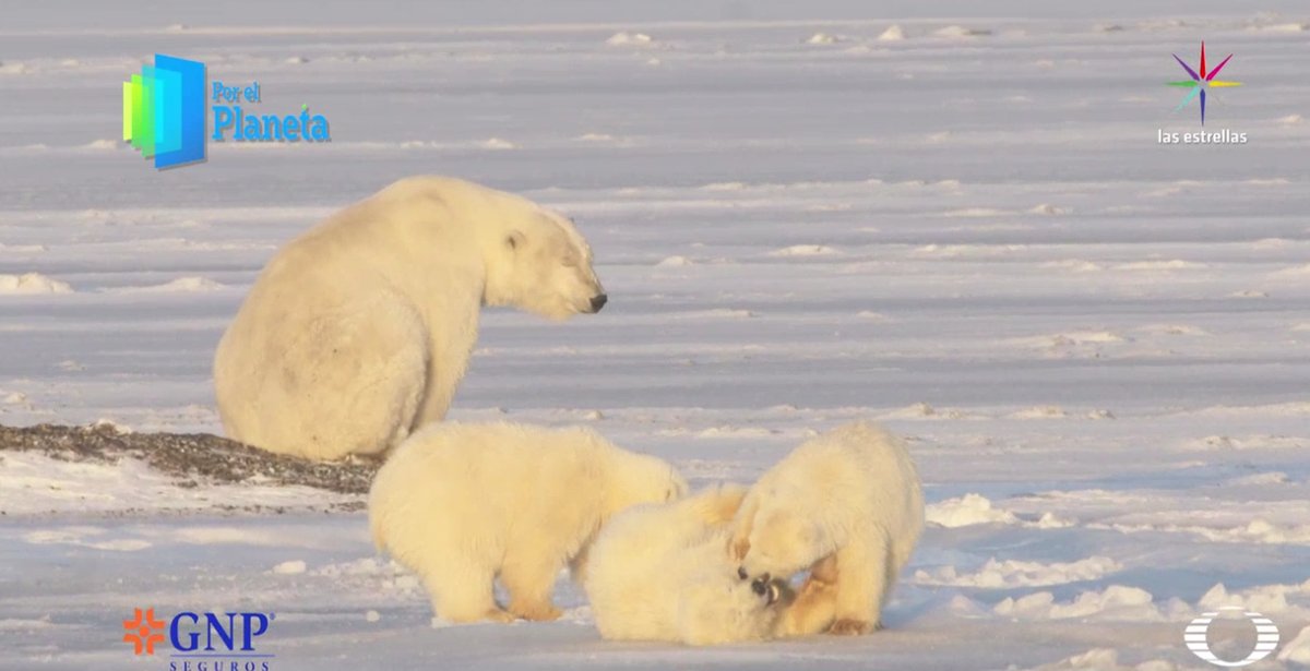 Cachorros de oso polar juegan mientras su madre los observa. (Noticieros Televisa)