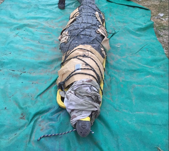 Captura del cocodrilo que ocasionó una pérdida humana. (@CONANP_mx)