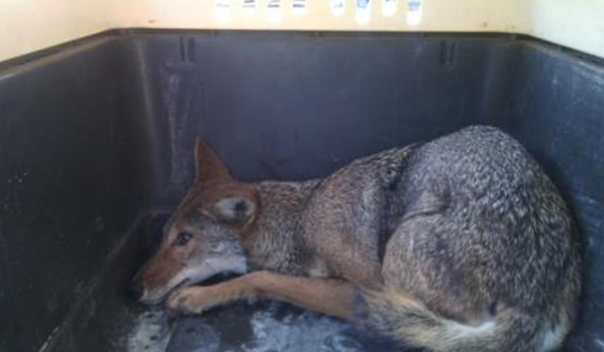Personal de Profepa y de Protección Civil de Cd. Victoria rescataron a un cayote que cayó a una alcantarilla en el libramiento Ciudad Victoria-Soto La Marina. (Twitter: @PROFEPA_Mx)
