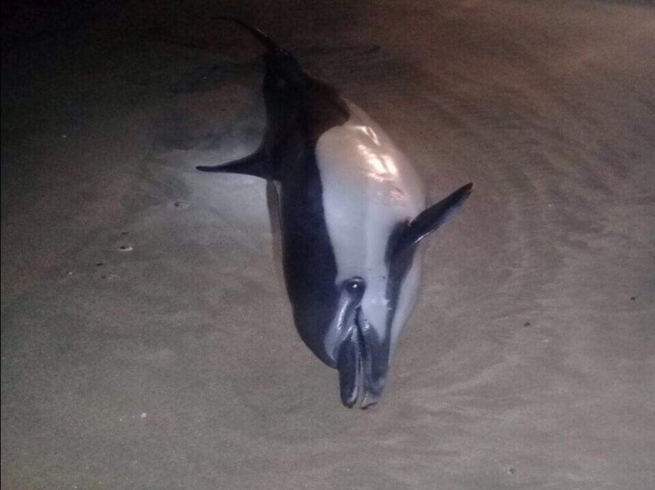 Delfín que es hallado muerto en playas de Cabo Corrientes, Jalisco; personal de la Profepa atiende el incidente (Twitter @PROFEPA_Mx)