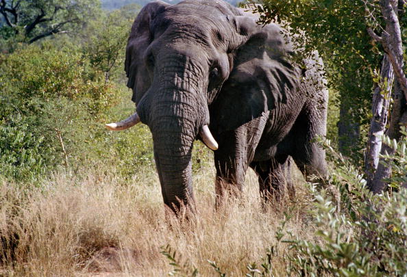 Un elefante asedia a un grupo de turistas en el Parque Nacional Kruger de Sudáfrica; una empleada de la reserva muere por un ataque de los paquidermos (Getty Images)