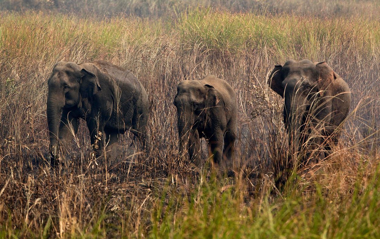 Elefantes salvajes permanecen en medio de la hierba mientras los aldeanos tratan de perseguirlos lejos de su pueblo. (AP/archivo)
