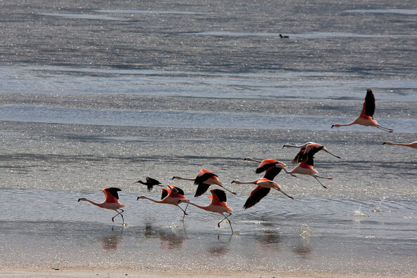 Tan sólo en la Bahía de Campeche hay 120 especies de aves, 12 de ellas en peligro de extinción. (Getty Images, archivo)