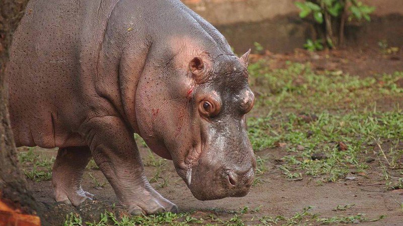 Gustavito era el único hipopótamo en El Salvador.