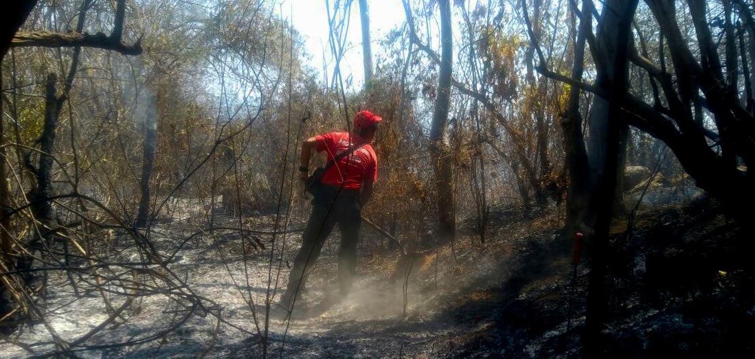 El fuego ha provocado el desplazamiento de la fauna silvestre y cada vez los incendios se acercan más a las zonas pobladas (Twitter/@PC_Guerrero)