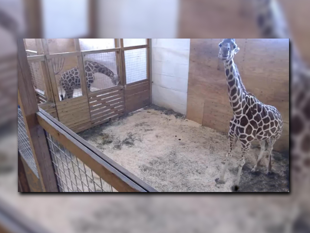 Video que se transmite en vivo de una jirafa en zoológico de Nueva York (YouTube- Animal Adventure Park Giraffe Cam)