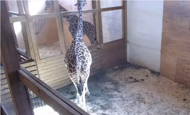 Video que se transmite en vivo de una jirafa en zoológico de Nueva York (YouTube- Animal Adventure Park Giraffe Cam)