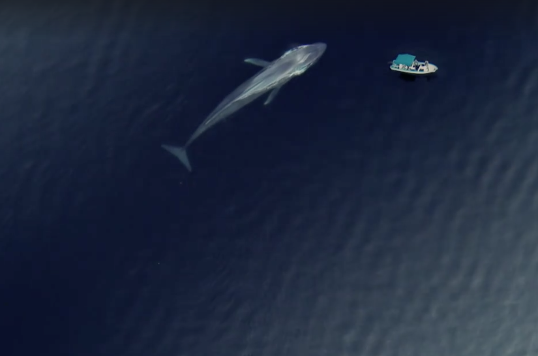 La ballena azul es posible admirarse en el Mar de Cortés. (Conanp)