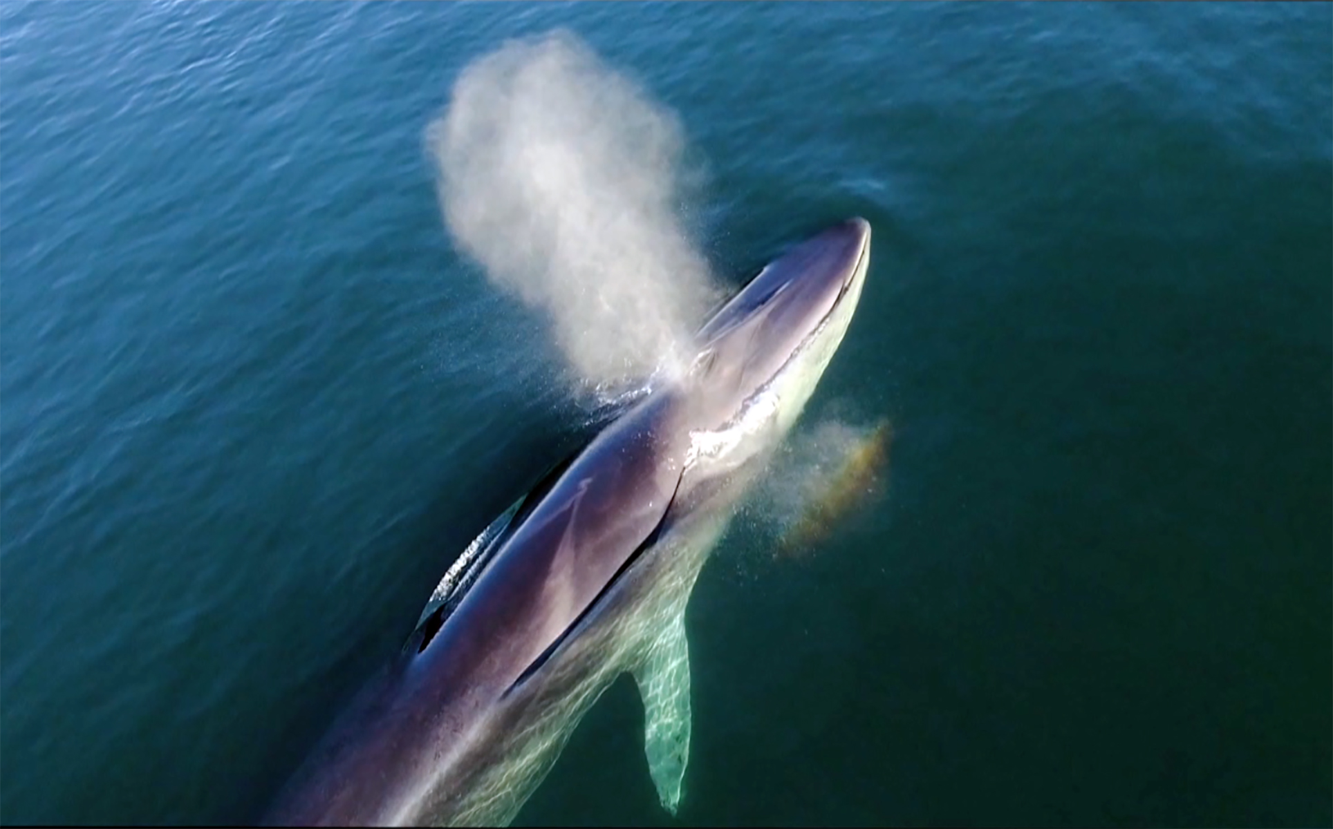 La ballena azul llega cada invierno al Mar de Cortés. (Conanp)