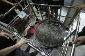 La tortuga Bank es trasladada luego de su cirugía para extraerle cientos de monedas del estómago. (AP)