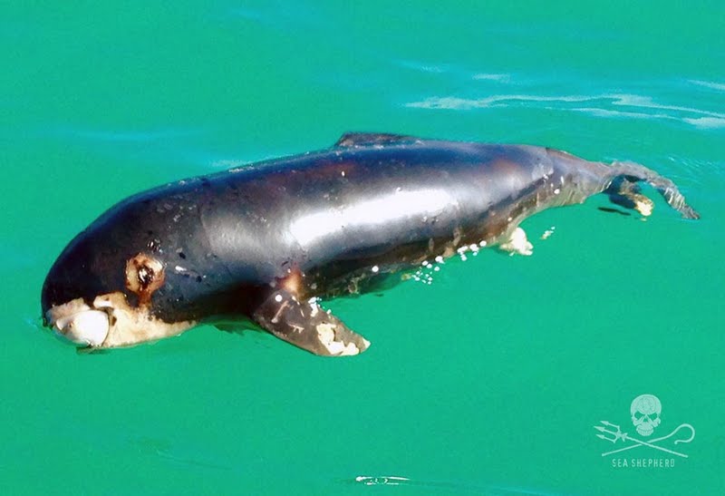 La vaquita marina no tiene valor comercial alguno, pero es víctima de la pesca ilegal de otros ejemplares, como la totoaba. 