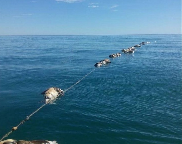 Los 22 lobos marinos y dos tiburones espina murieron en redes de enmalle. (Semarnat y Profepa)