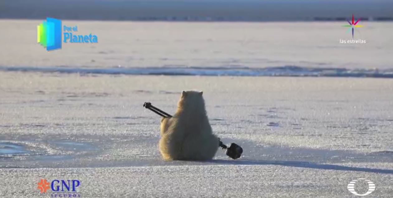 Los Gigantes de Alaska, el oso polar. (Noticieros Televisa)