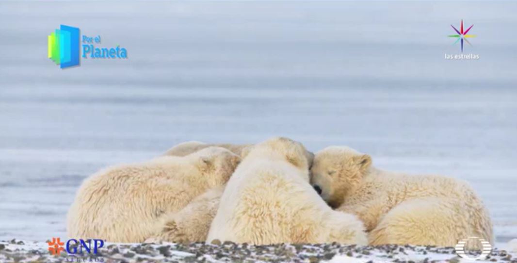 Los Gigantes de Alaska, tras buscar comida llegó la hora de la siesta. (Noticieros Televisa)
