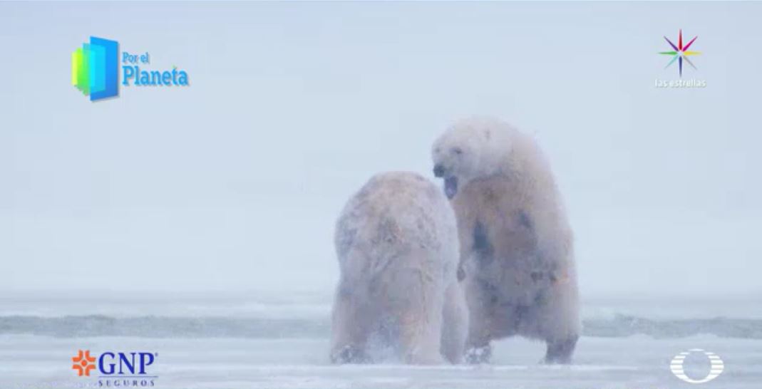 Los Gigantes de Alaska, la hembra de oso polar aleja a un macho de sus crías. (Noticieros Televisa)