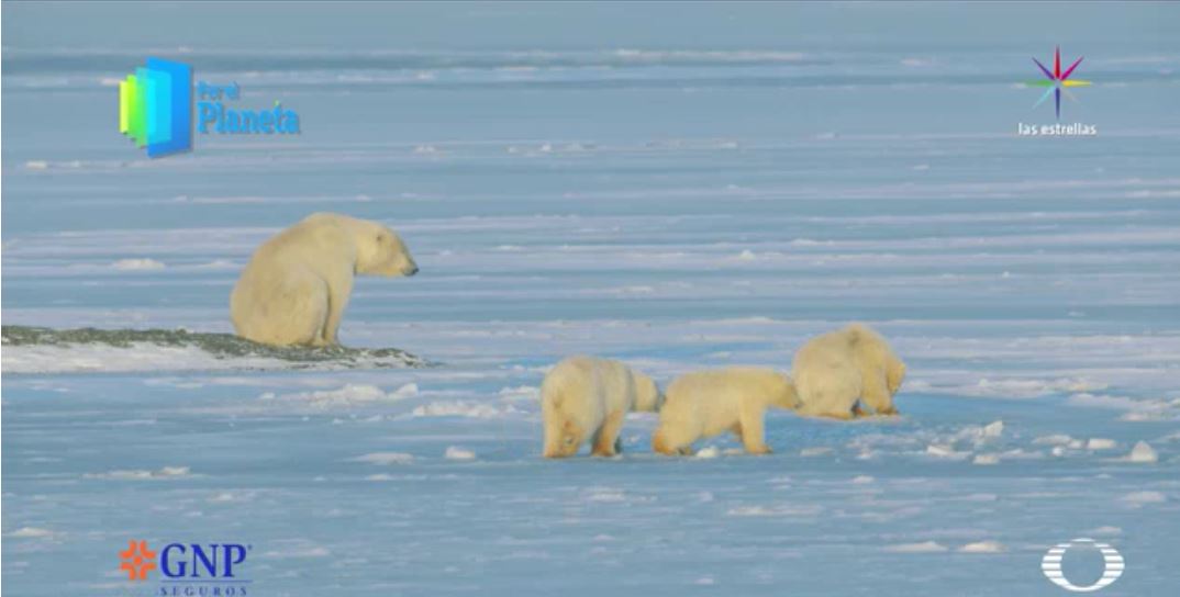 Los Gigantes de Alaska, la hembra y sus tres cachorros en su hábitat. (Noticieros Televisa)