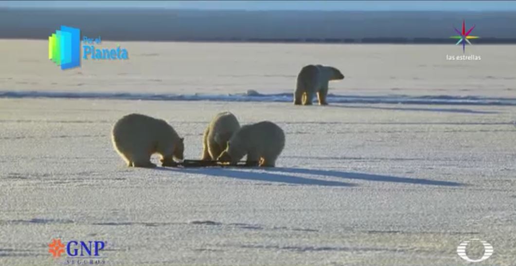 Los Gigantes de Alaska, los cachorros de oso polar juegan con la cámara del equipo de Televisa. (Noticieros Televisa)