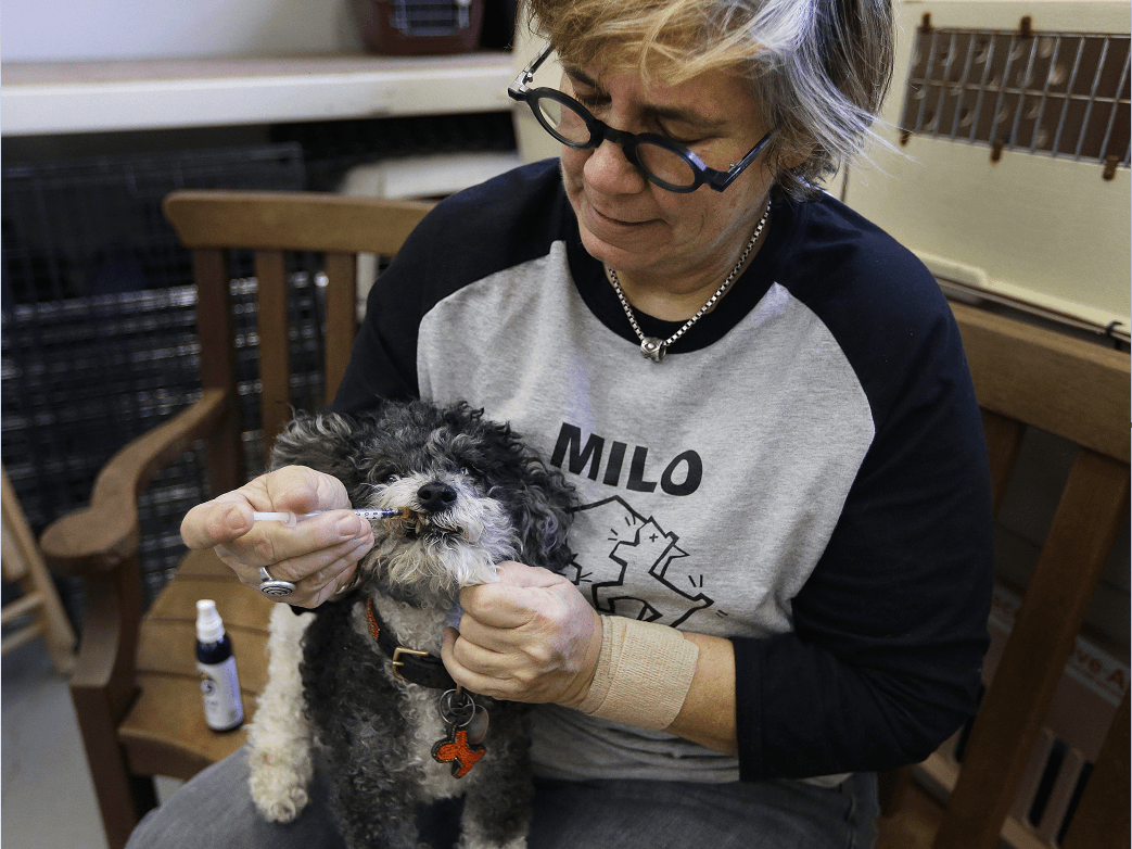 Lynne Tingle, que tiene un centro de adopción de animales, da comestibles y pomadas a base de cannabis a los perros mayores con problemas de salud o de comportamiento. (AP) 
