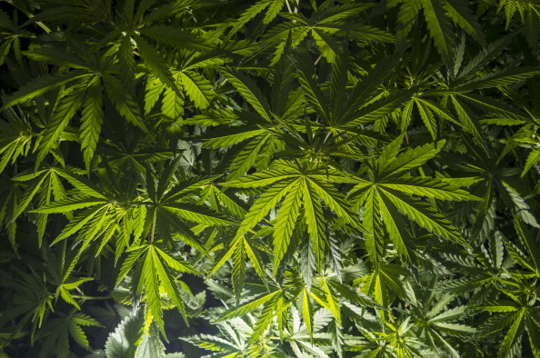 Plantas de marihuana Getty Images, archivo