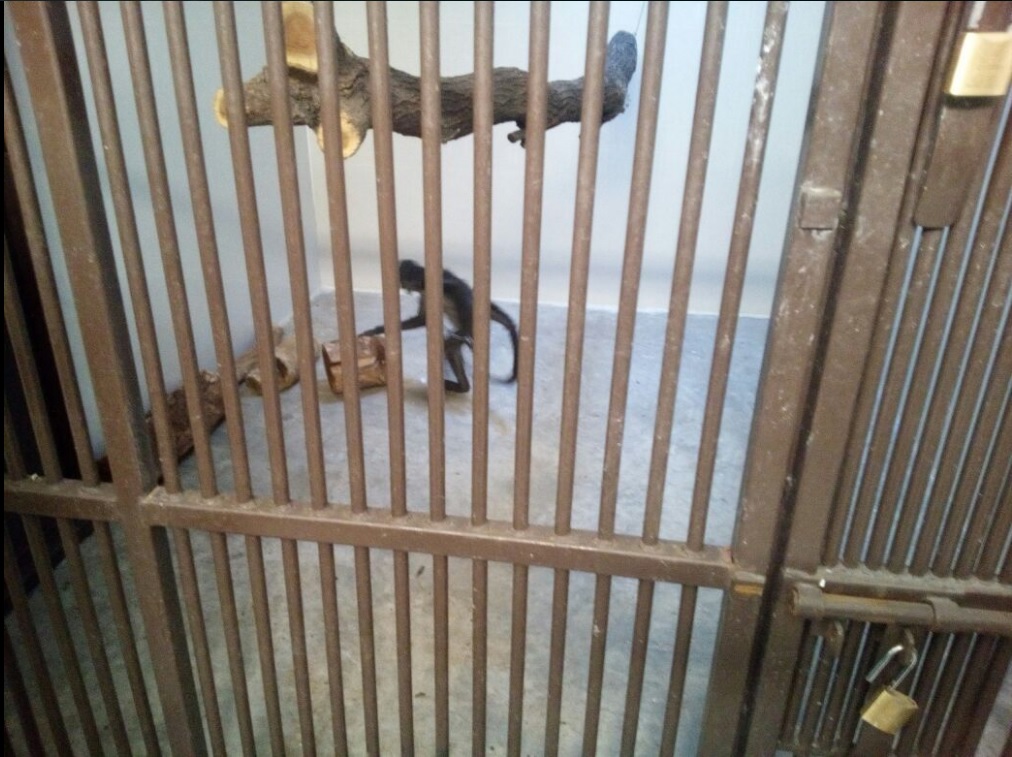 Ejemplar de mono araña asegurado en Jalisco; un cachorro de león africano también fue incautado (Twitter @PROFEPA_Mx) 