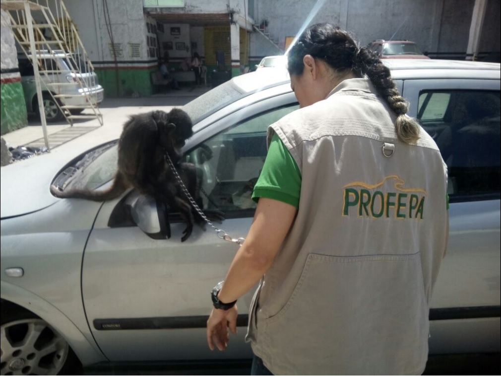 Ejemplar de mono araña asegurado en Jalisco; un cachorro de león africano también fue incautado (Twitter @PROFEPA_Mx)