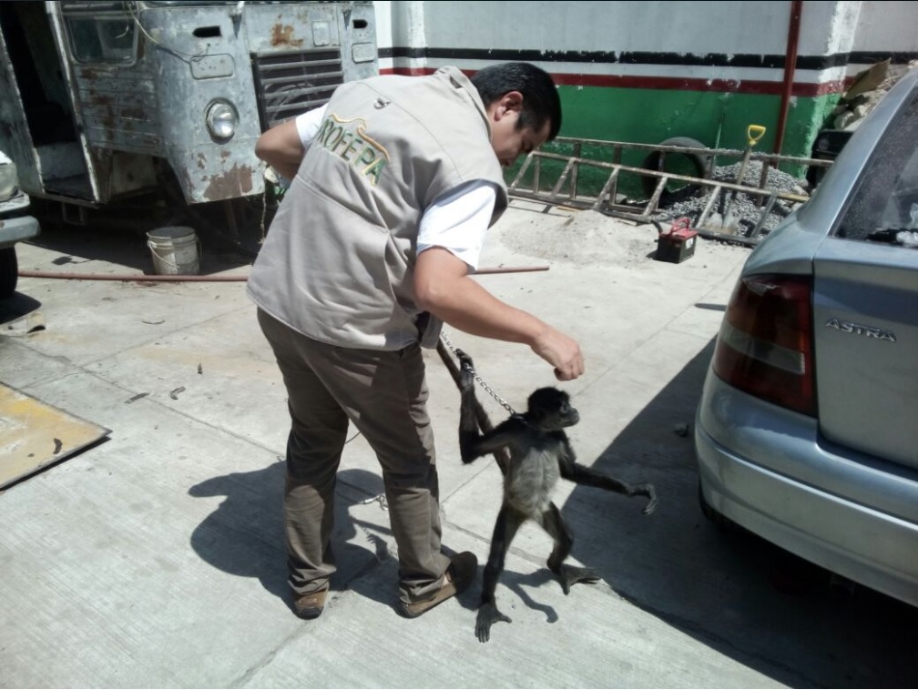 Ejemplar de mono araña asegurado en Jalisco; un cachorro de león africano también fue incautado (Twitter @PROFEPA_Mx)