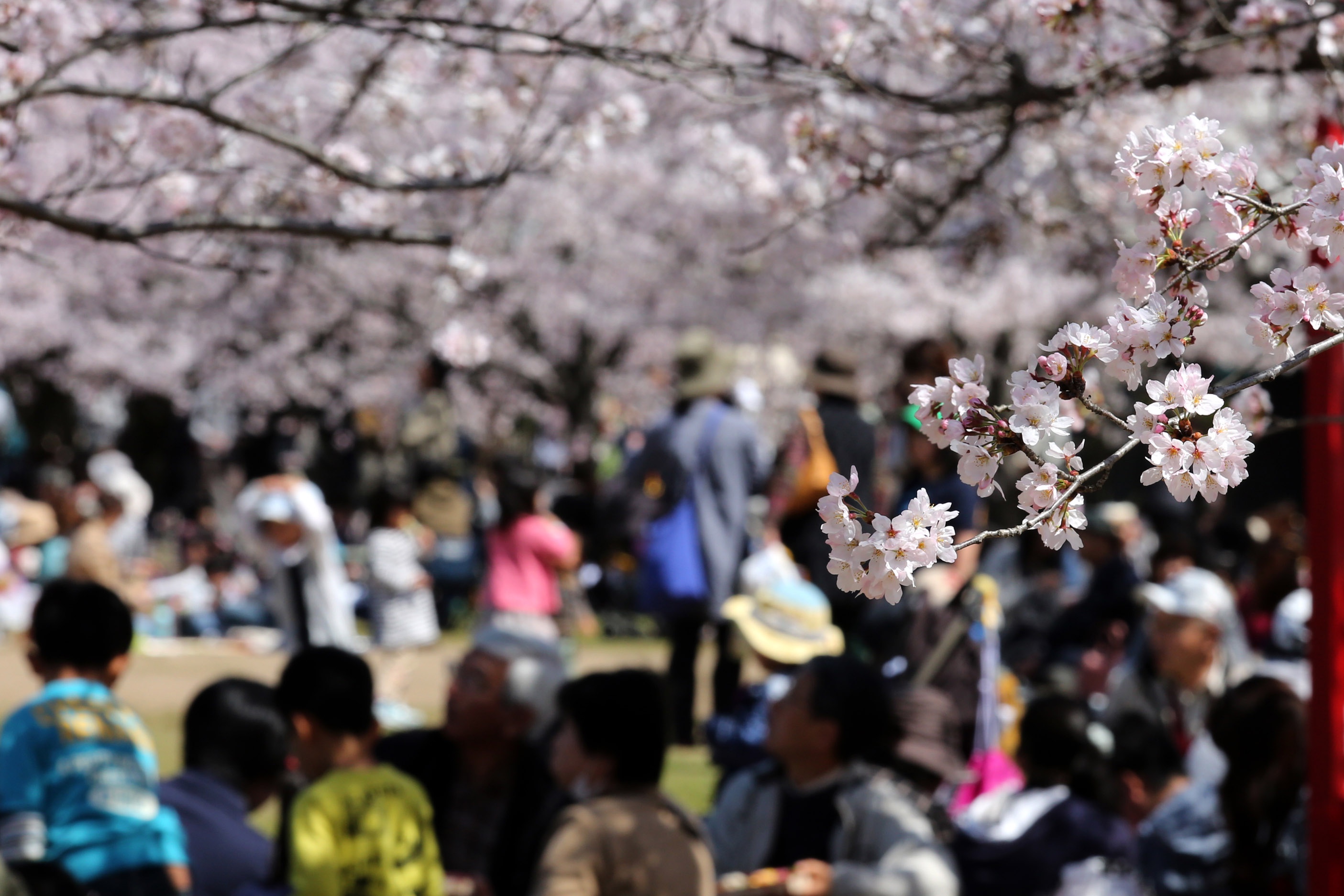 Hanami, la mística tradición japonesa de admirar los cerezos en