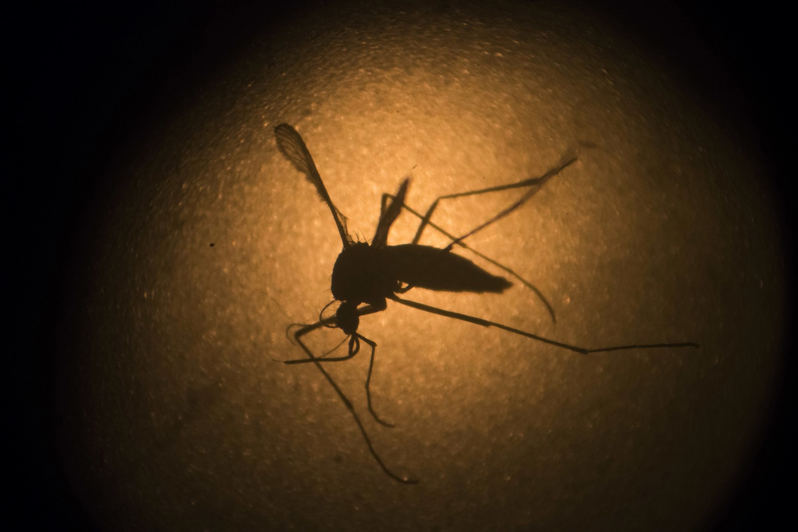 OMS pide mantener fuerte vigilancia ante el virus del zika. (AP, Archivo)