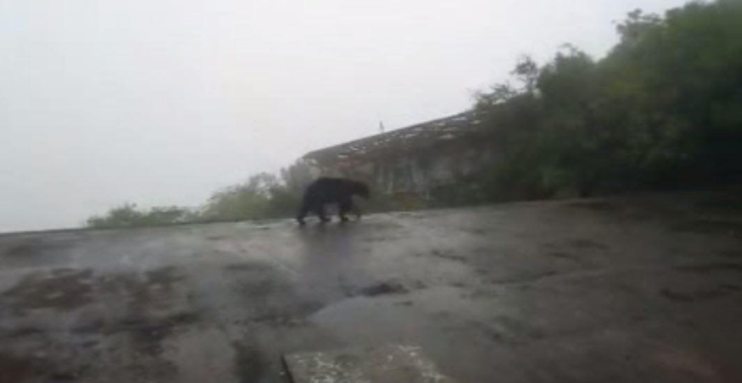 Un oso merodea la zona del teleférico del Cerro de la Silla, en Monterrey. (Noticieros Televisa)