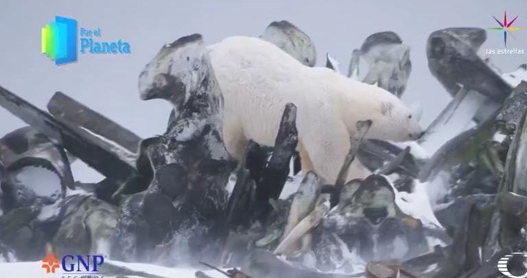 Oso polar en Alaska (Por el Planeta/Noticieros Televisa)