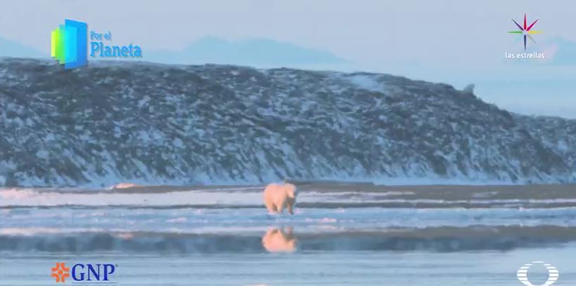 Oso polar en Kaktovik, Alaska (Por el Planeta/Noticieros Televisa)