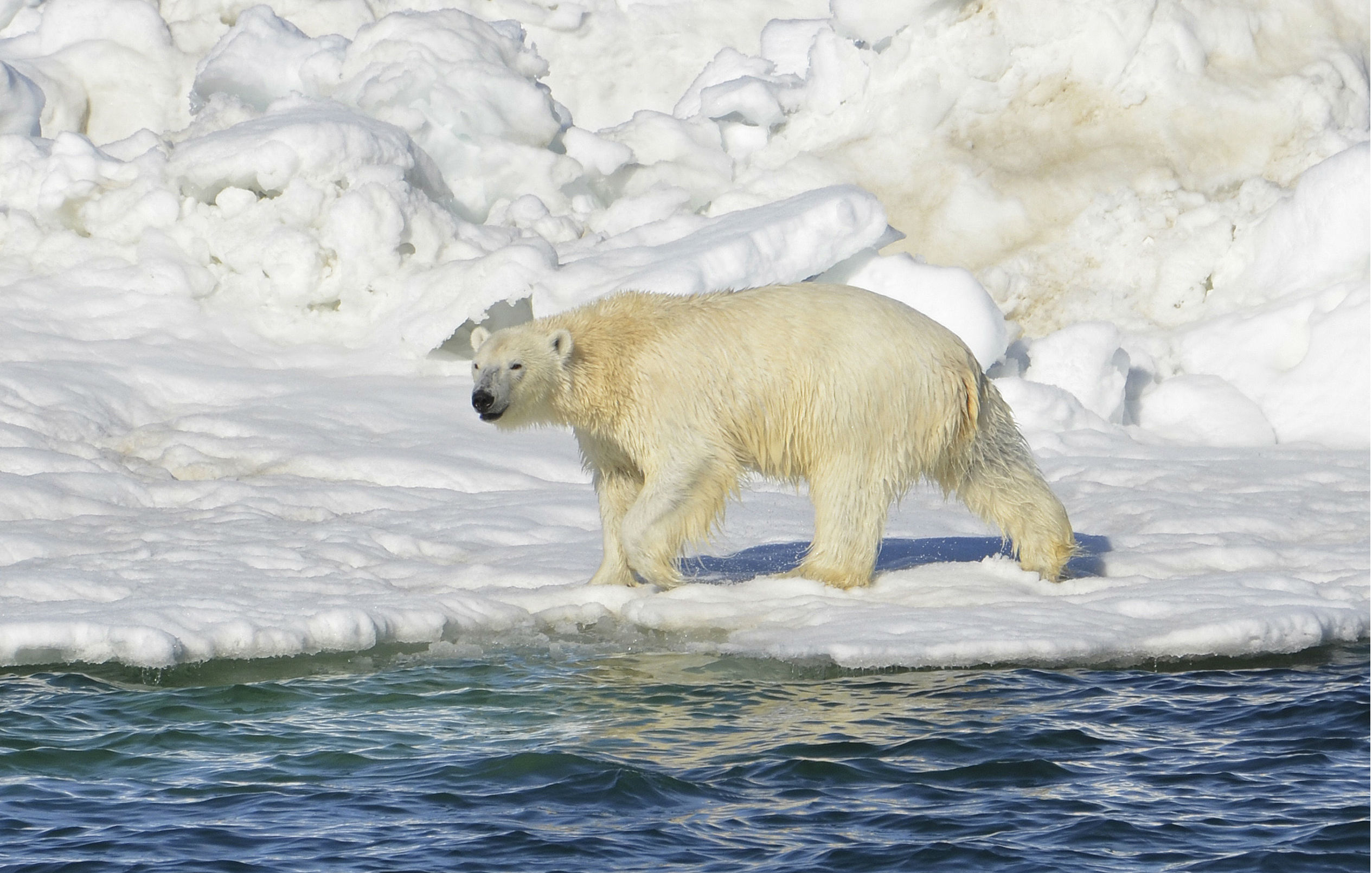 Oso polar, uno de los gigantes de Alaska. (AP, Archivo)