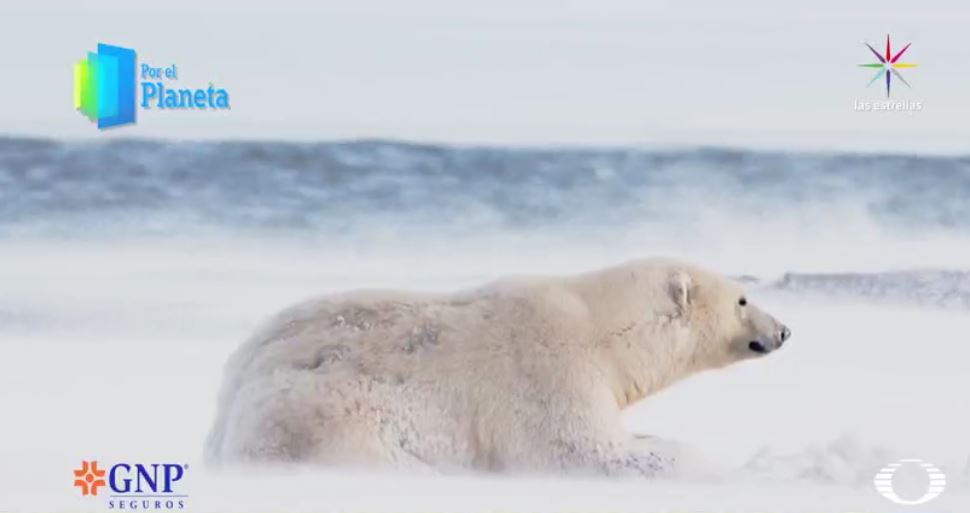 Oso polar varado en el Ártico (Por el Planeta/Noticieros Televisa)