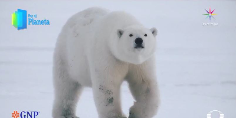 Población de osos polares del Ártico disminuye por el cambio climático