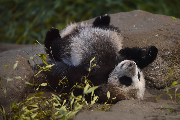 Panda que vive en zoológico de Madrid, España; en Asia, China creará un santuario para esa especie (Getty Images, archivo)