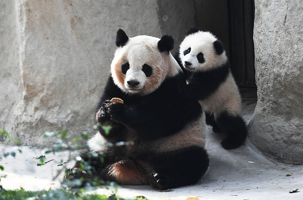 Pandas en un centro de investigación en Chengdu, provincia de Sichuan, China; el gobierno del país asiático creará un santuario para esa especie (Getty Images, archivo)