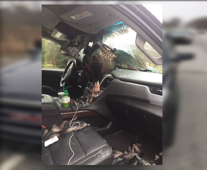 El pavo quedó incrustado en el parabrisas del vehículo que la familia alquiló para el viaje. (@XLSarge)
