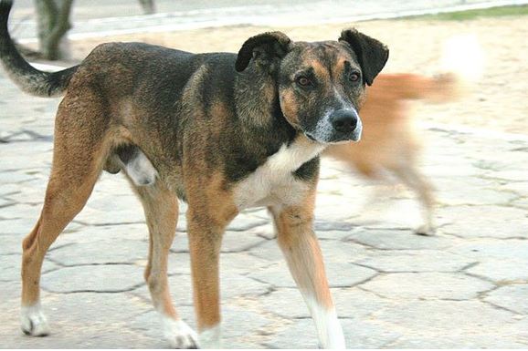 Diputada de Morena propone eliminar a perros callejeros