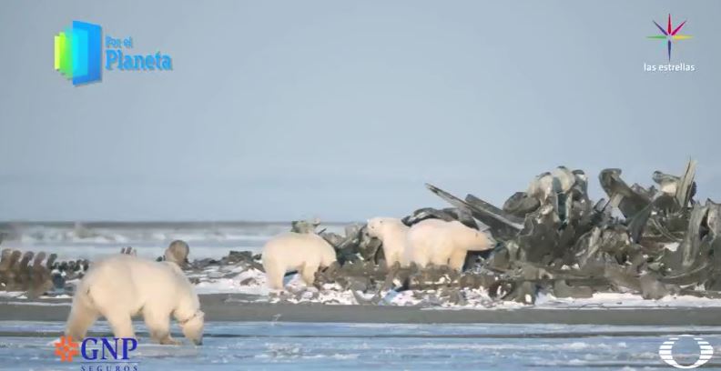 Pila de huesos de ballena con osos polares (Por el Planeta/Noticieros Televisa)