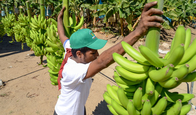 Los cinco principales estados productores de plátano son son Chiapas, Tabasco, Veracruz, Jalisco y Colima. (Sagarpa, archivo)