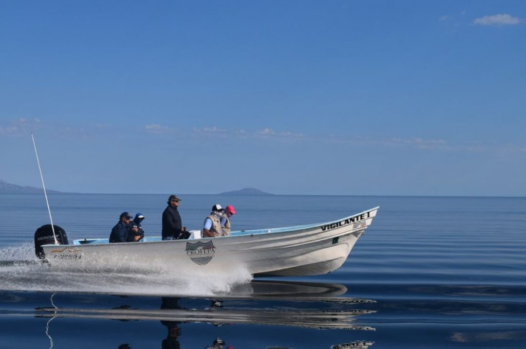 Profepa implementa operativo para protección de la ballena azul en Baja California Sur