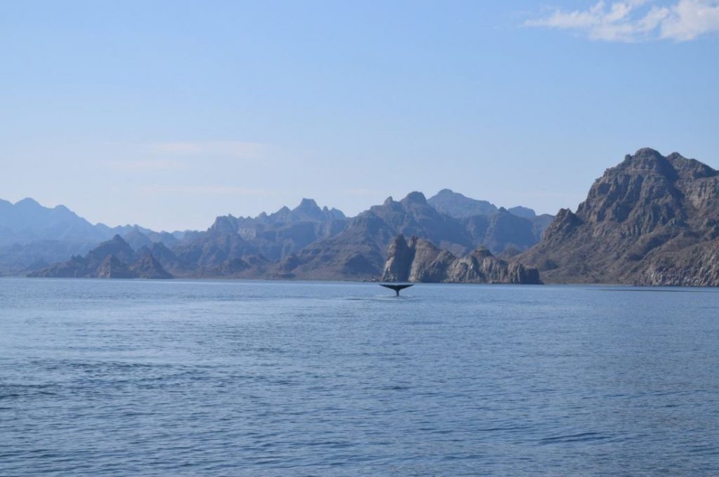 Profepa implementa operativo para protección de la ballena azul en Baja California Sur