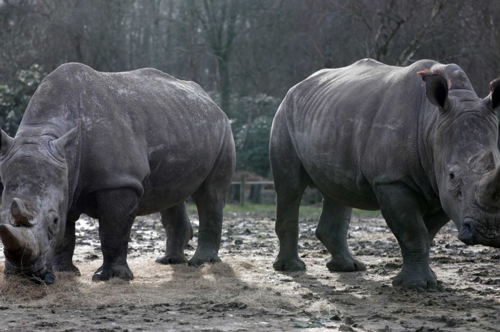 Rinocerontes blancos Bruno y Gracie en su recinto en el zoológico de Thoiry, cerca de París, donde Vince, de cuatro años, fue asesinado a tiros.