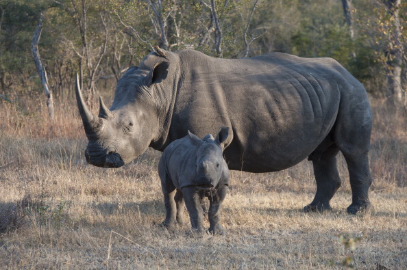 Rinoceronte hembra y su pequeño en el Parque Nacional Kruger, en Sudáfrica (Getty Images, archivo)