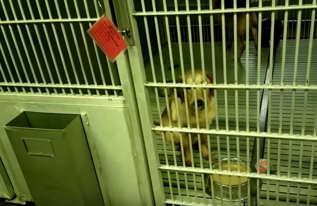 Los experimentos en perros que PETA quiere detener