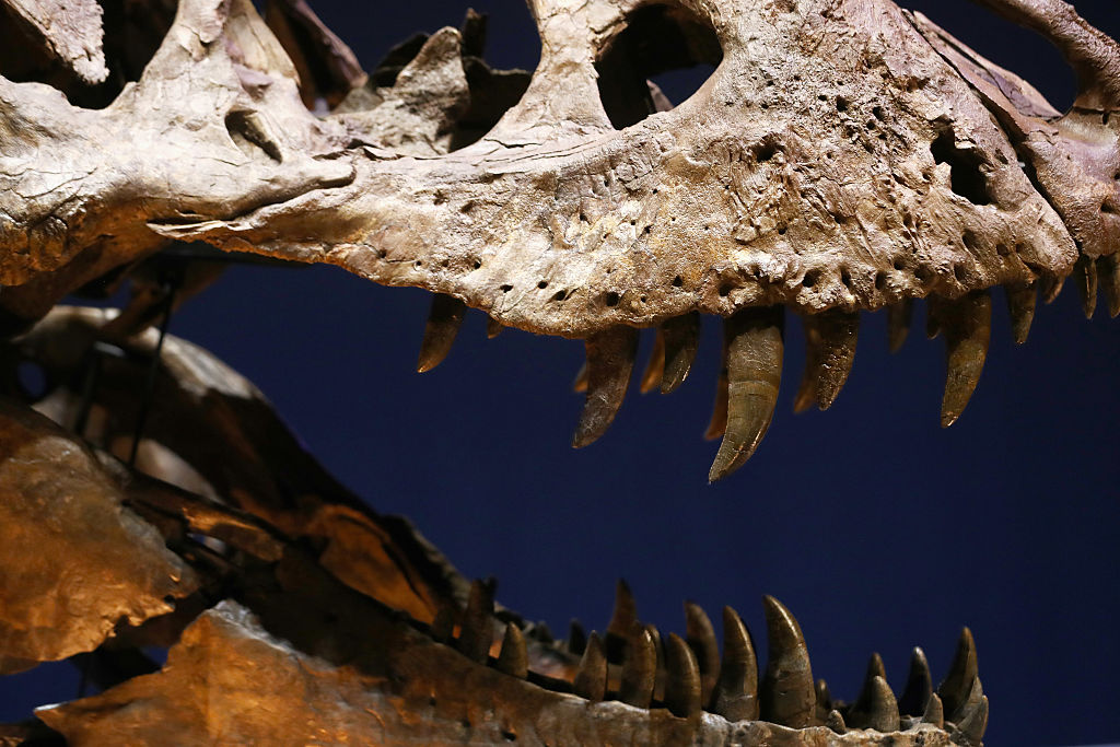 Según los científicos, los dinosaurios, y otras especies de animales y plantas, se extinguieron hace unos 65 millones de años.