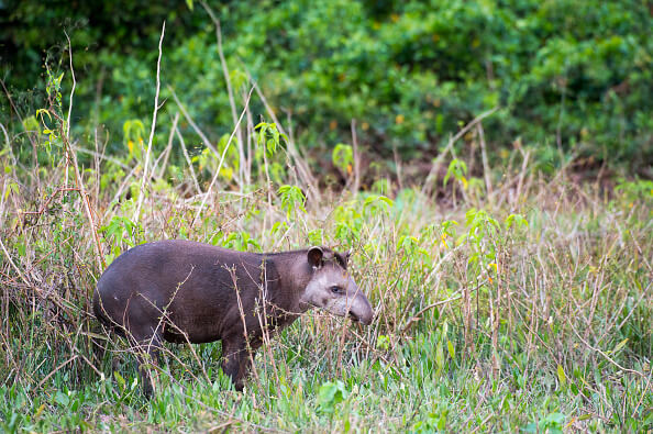 El ejemplar de tapir encontrado en Campeche pesa aproximadamente 250 kilogramos. (Getty Images, archivo)
