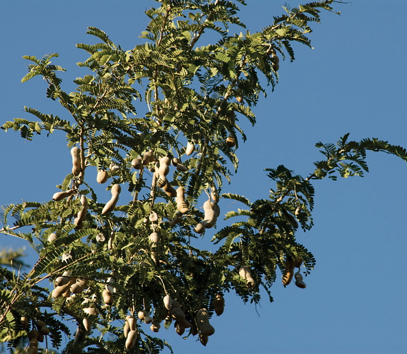 Una tercera parte del tamarindo se compone de semillas; en la UNAM usan el fruto para crear una espuma que puede sustituir al unicel (Getty Images, archivo)